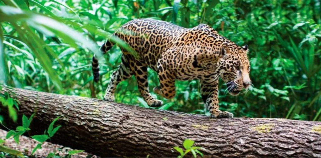 Tour Parque Nacional del Manu 4 Días