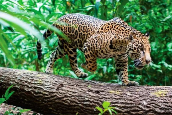 Tour Parque Nacional del Manu 4 Días