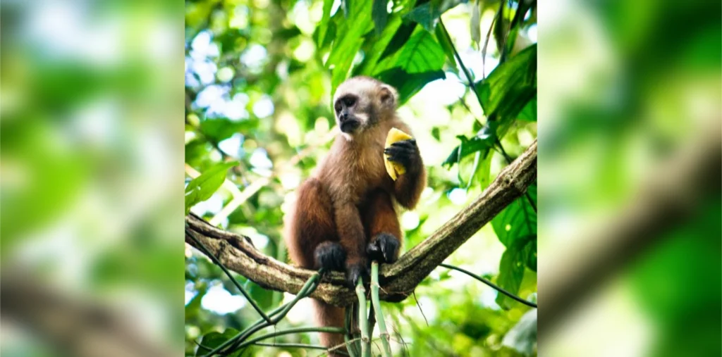 Manu National Park Tour 4 Days