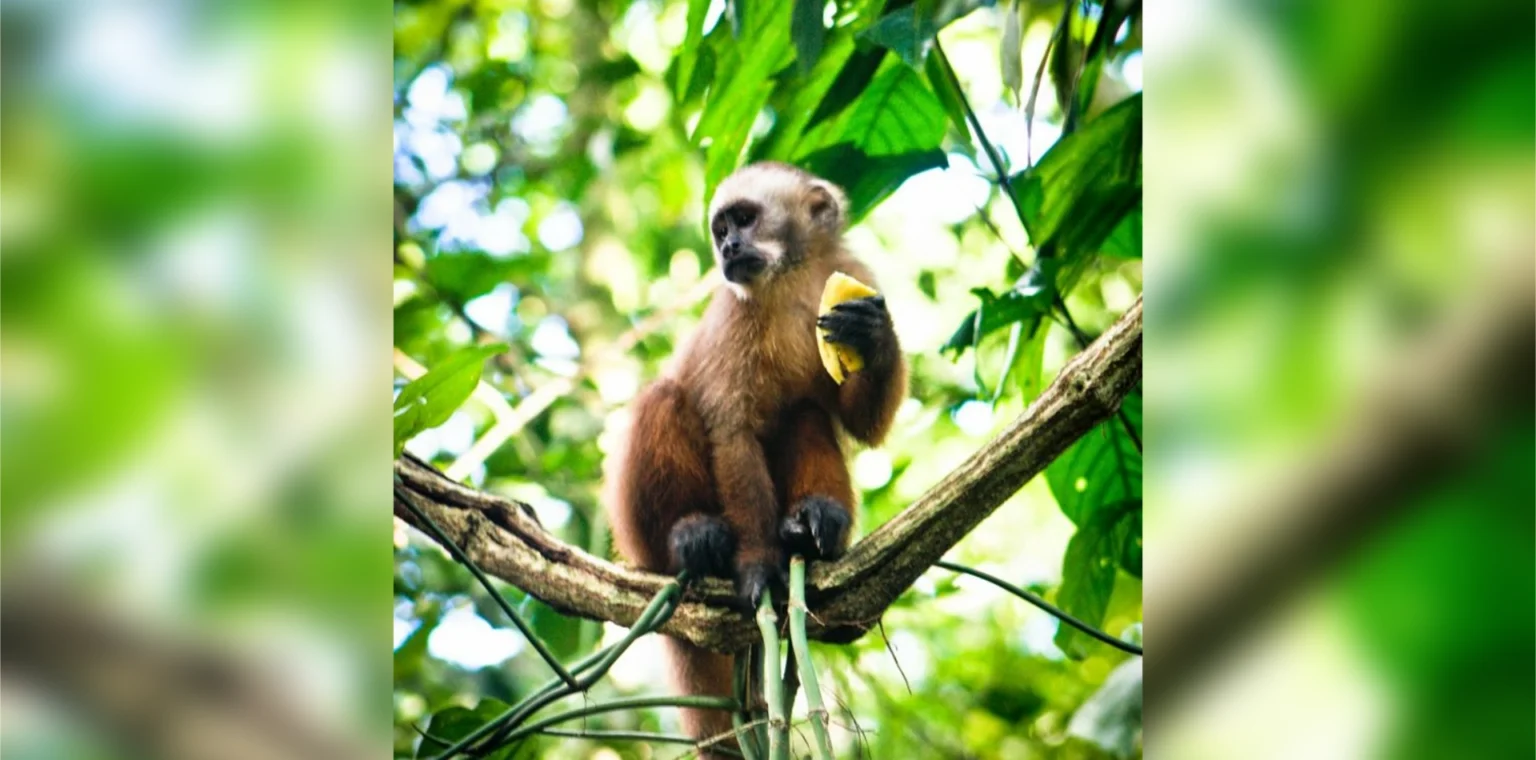 Tour Parque Nacional del Manu 4 Días